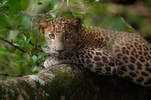 Sri Lanka Wildlife Holiday