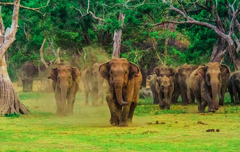 Sri Lanka Wildlife Holiday – Summer